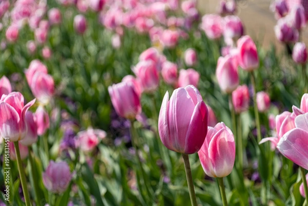 Obraz アイスチューリップ