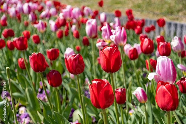 Obraz アイスチューリップ