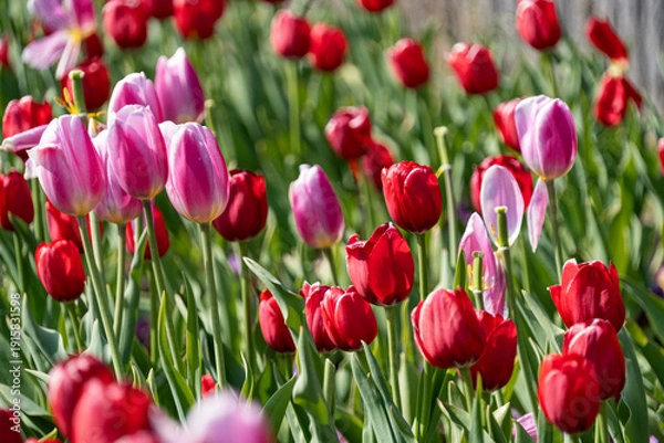 Obraz アイスチューリップ