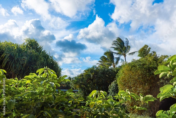 Obraz ハワイの熱帯植物と青空 ヤシの木が揺れる南国の緑の風景