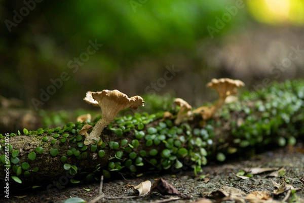 Obraz 倒木に生えているキノコ