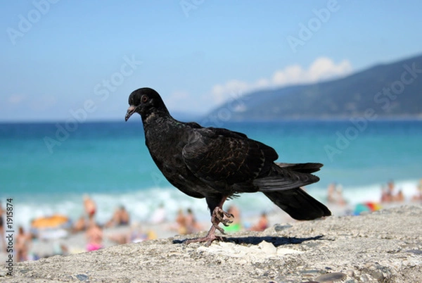Obraz pigeon