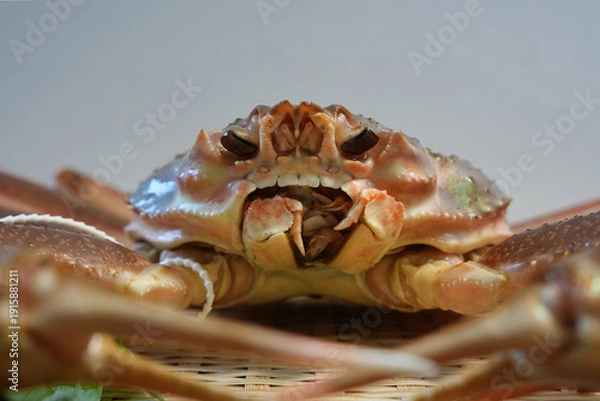 Obraz 兵庫県浜坂産の活松葉ガニのアップ