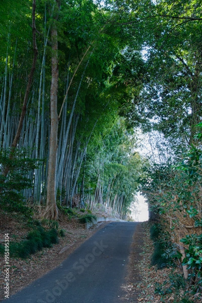 Fototapeta 竹林と道