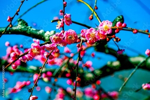 Obraz 南立石公園の枝垂れ梅