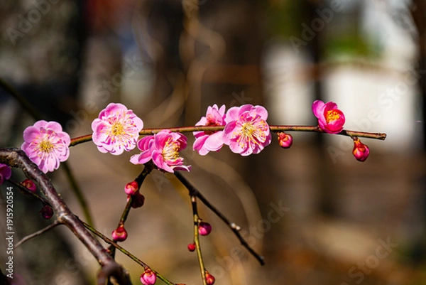 Obraz 南立石公園の枝垂れ梅
