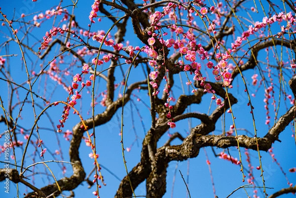 Obraz 南立石公園の枝垂れ梅