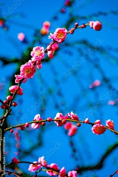 Obraz 南立石公園の枝垂れ梅