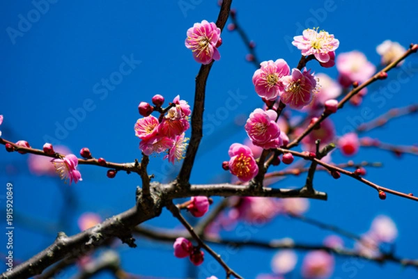 Obraz 南立石公園の枝垂れ梅