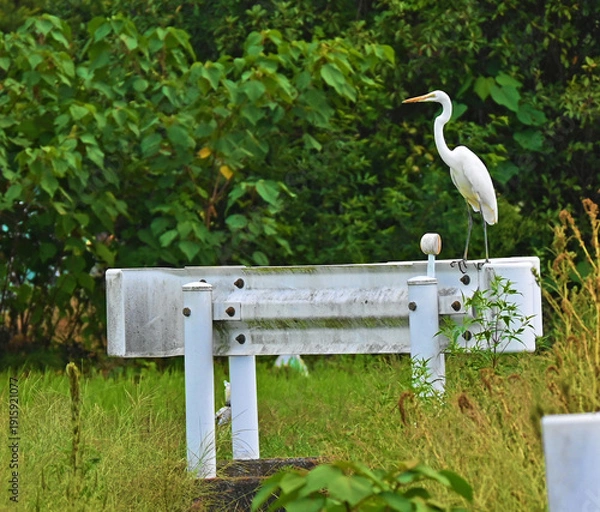Obraz ガードレールに止まるダイサギ