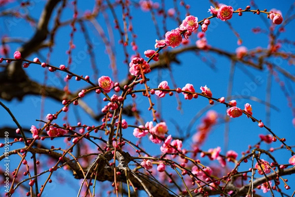 Obraz 南立石公園の枝垂れ梅