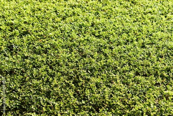 Fototapeta green leaf tree background with sunlight in springtime