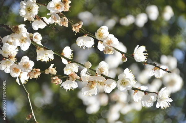 Obraz 白色の花　梅