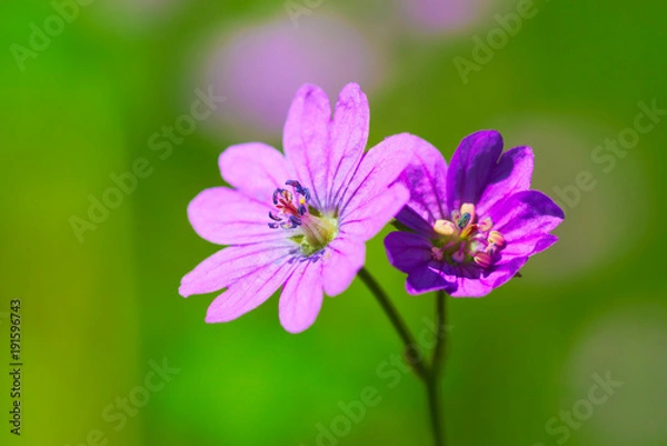 Fototapeta Violette Blume