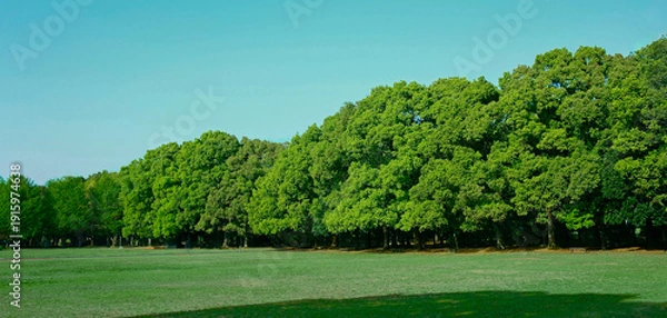 Fototapeta 緑の森