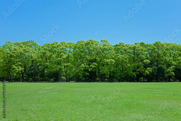 Fototapeta 緑の森