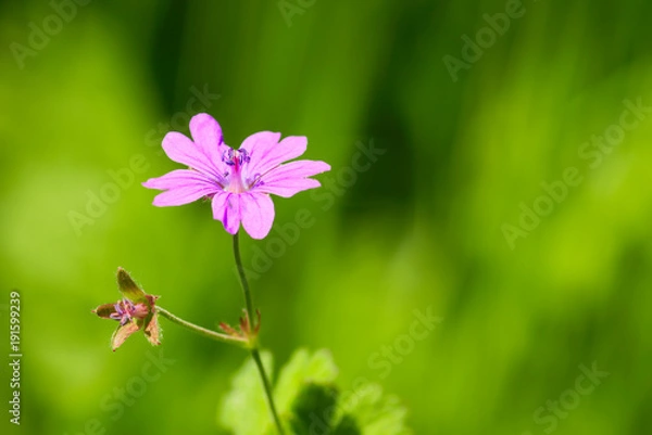 Fototapeta Violette Blume