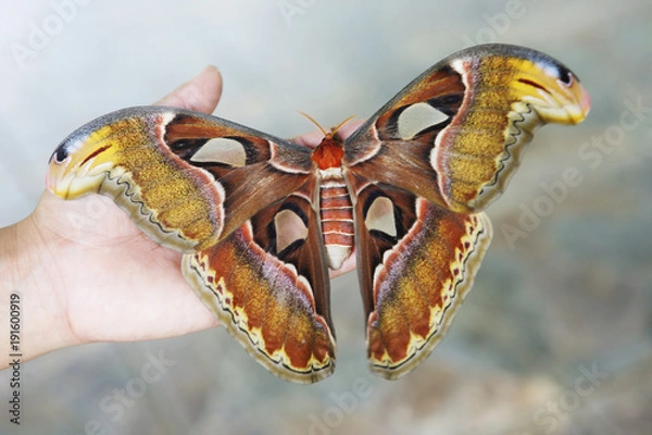 Obraz Бабочка  Атлас Atlas moth или Князь тьмы.