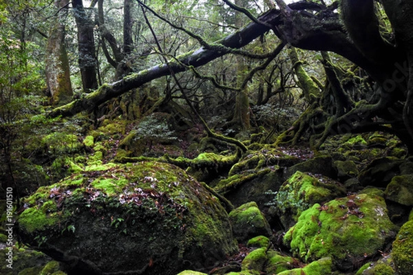 Obraz 屋久島　もののけの森