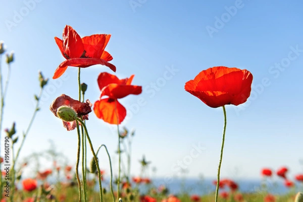 Obraz Beautiful red poppies on blue sky