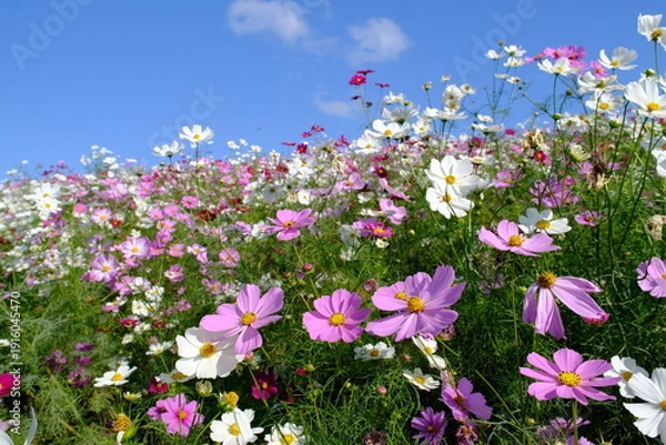Obraz ひたち海浜公園みはらしの丘のコスモス
