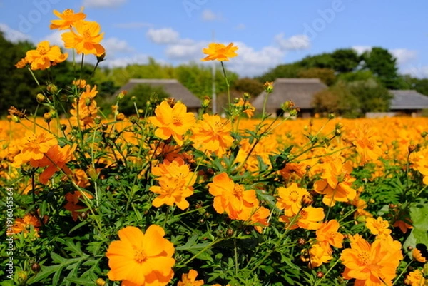 Obraz ひたち海浜公園　みはらしの里のキバナコスモスと茅葺民家
