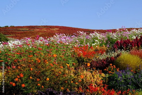 Obraz ひたち海浜公園みはらしの丘　花々とコキア　
