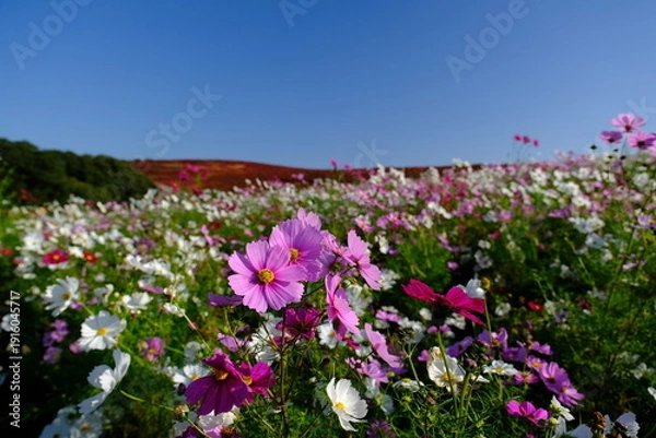 Obraz ひたち海浜公園みはらしの丘　コスモスとコキア
