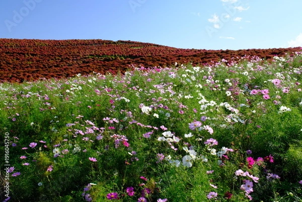 Obraz ひたち海浜公園みはらしの丘　コスモスとコキア