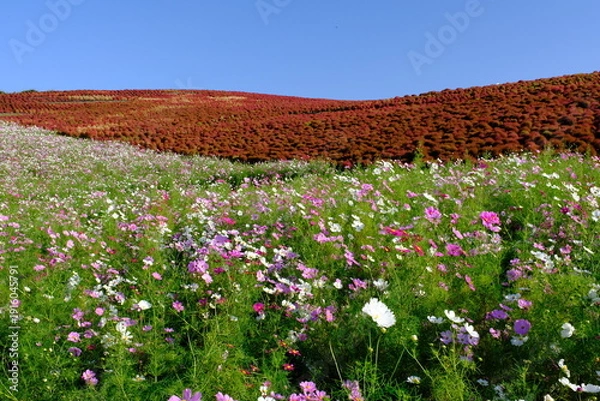 Obraz ひたち海浜公園みはらしの丘　コスモスとコキア