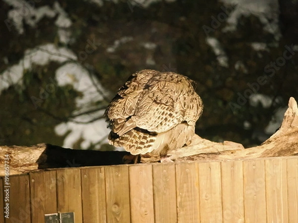 Obraz 生け簀に魚を捕りにくるシマフクロウ