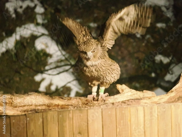 Obraz 生け簀に魚を捕りにくるシマフクロウ