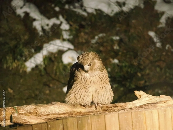 Obraz 生け簀に魚を捕りにくるシマフクロウ