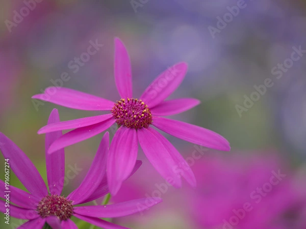 Obraz 鮮やかな赤紫のセネッティ