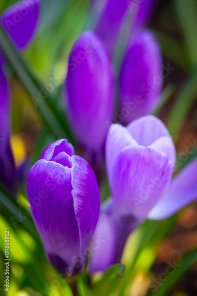Obraz Purple crocus flowers in the spring time