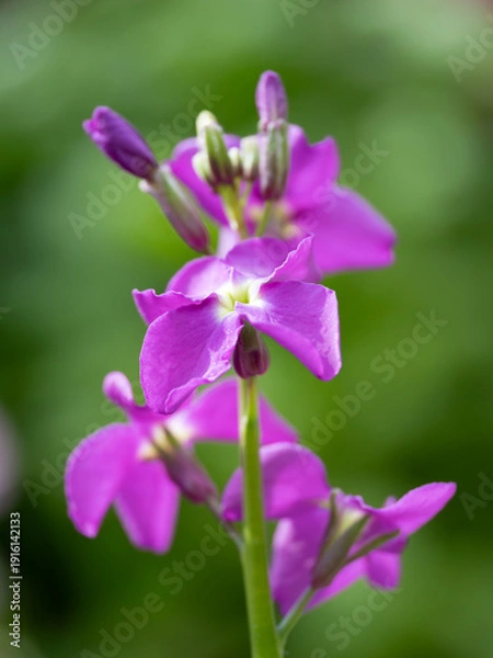 Obraz 早春の花壇の赤紫のストック