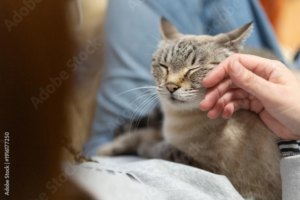Fototapeta 飼い主の膝の上で撫でられる可愛い猫　シャムトラ猫