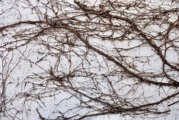 Obraz 白い壁を這う枯れた蔦
