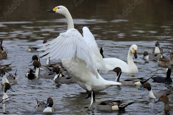 Obraz 大きく羽を伸ばし威嚇する白鳥