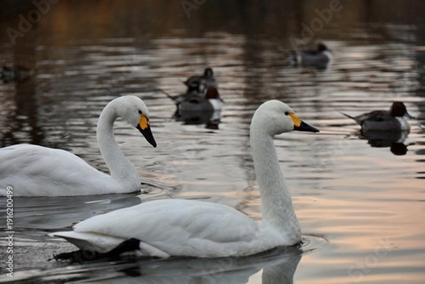 Obraz 静かな夕方の白鳥