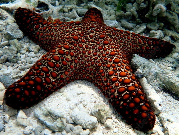 Obraz Philippines sea life