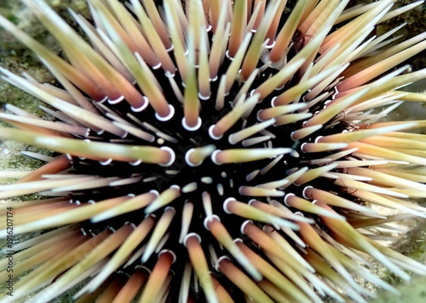 Obraz Philippines sea life