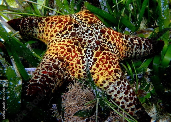 Obraz Philippines sea life