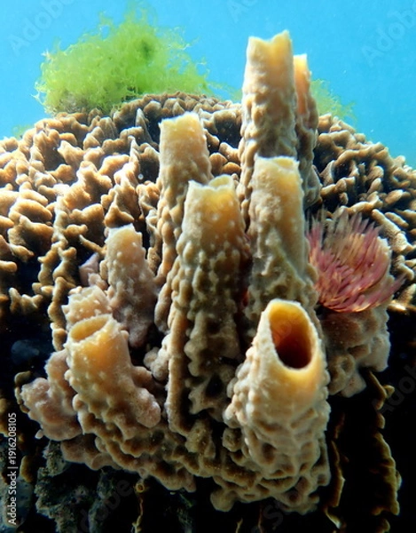 Obraz Philippines sea life