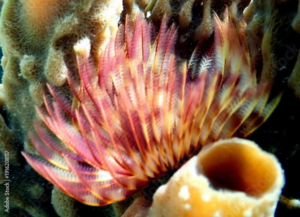 Obraz Philippines sea life