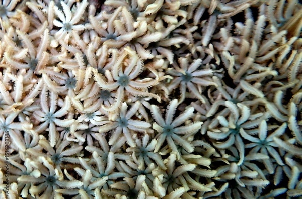 Obraz Philippines sea life