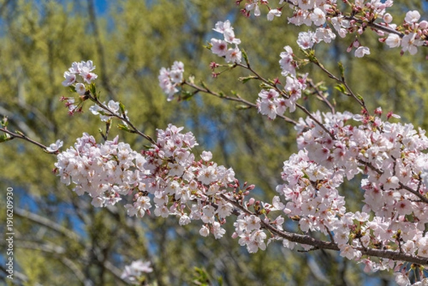 Obraz 日本の春の風景　桜