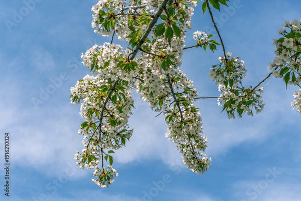 Obraz 日本の春の風景　桜