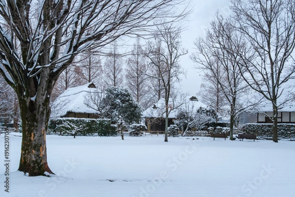 Fototapeta 茅葺屋根と冬木立