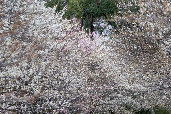 Obraz 大宮第二公園の梅